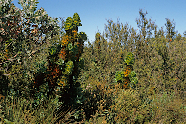 APII jpeg image of Hakea victoria  © contact APII