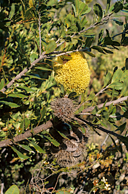 APII jpeg image of Banksia lemanniana  © contact APII