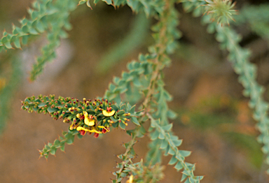 APII jpeg image of Daviesia striata  © contact APII