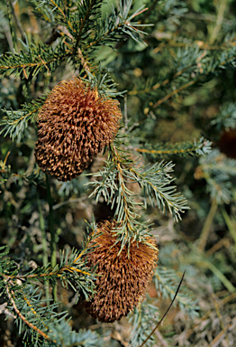 APII jpeg image of Banksia nutans  © contact APII