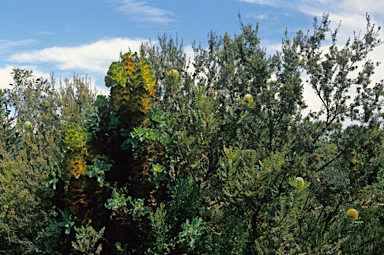 APII jpeg image of Hakea victoria  © contact APII