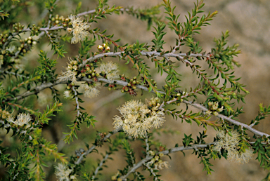 APII jpeg image of Melaleuca undulata  © contact APII