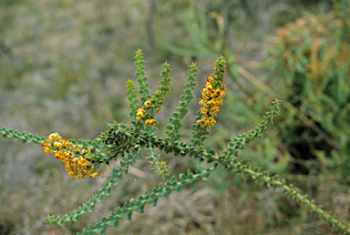 APII jpeg image of Daviesia striata  © contact APII