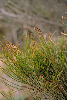 APII jpeg image of Allocasuarina lehmanniana  © contact APII