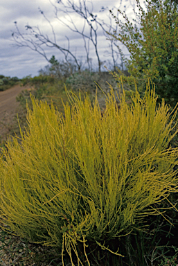 APII jpeg image of Allocasuarina lehmanniana  © contact APII