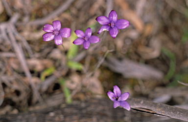 APII jpeg image of Elythranthera brunonis  © contact APII