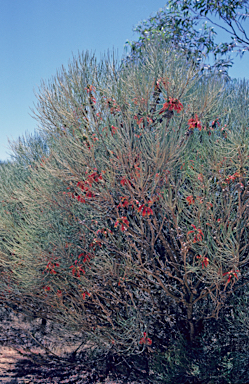 APII jpeg image of Calothamnus gilesii  © contact APII