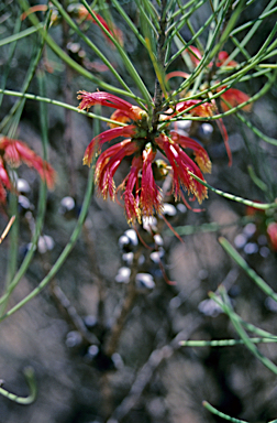 APII jpeg image of Calothamnus gilesii  © contact APII