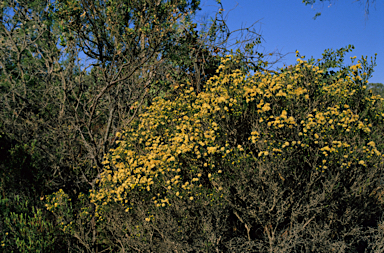 APII jpeg image of Eremaea pauciflora  © contact APII