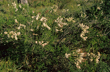 APII jpeg image of Melaleuca huegelii  © contact APII