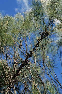 APII jpeg image of Allocasuarina huegeliana  © contact APII