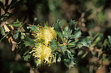 APII jpeg image of Banksia undata  © contact APII