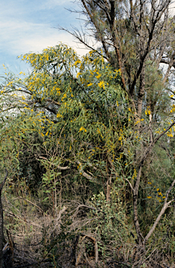 APII jpeg image of Acacia dentifera  © contact APII