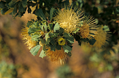 APII jpeg image of Banksia sessilis  © contact APII