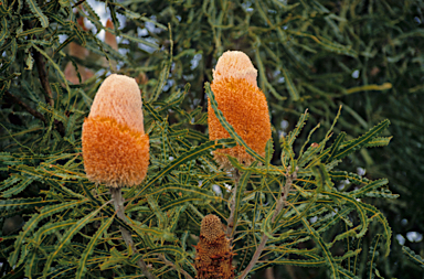 APII jpeg image of Banksia prionotes  © contact APII