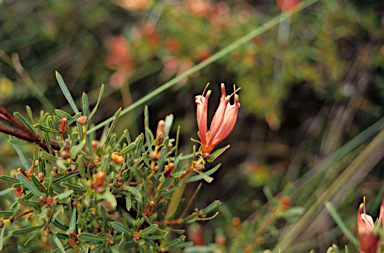 APII jpeg image of Lambertia multiflora  © contact APII