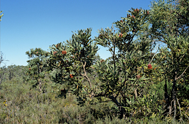 APII jpeg image of Banksia menziesii  © contact APII