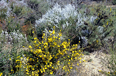 APII jpeg image of Hibbertia hypericoides  © contact APII