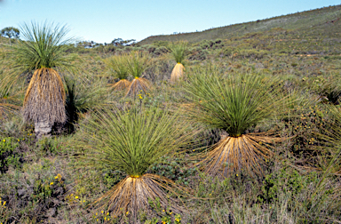 APII jpeg image of Xanthorrhoea preissii  © contact APII