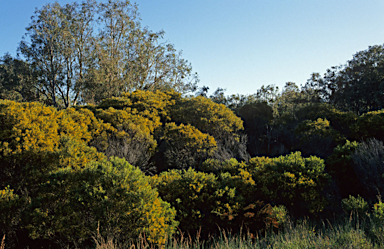 APII jpeg image of Acacia saligna  © contact APII