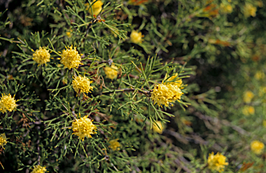 APII jpeg image of Hakea lissocarpha  © contact APII