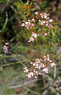 APII jpeg image of Boronia cymosa  © contact APII