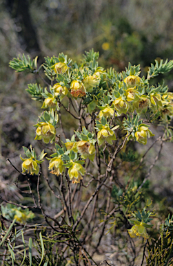 APII jpeg image of Pimelea sulphurea  © contact APII