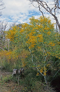 APII jpeg image of Acacia saligna  © contact APII