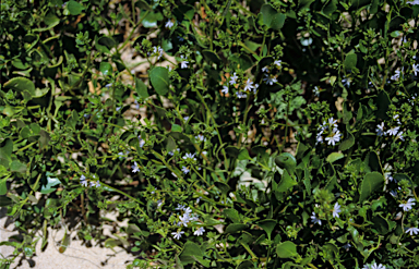 APII jpeg image of Scaevola crassifolia  © contact APII