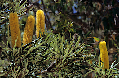 APII jpeg image of Banksia attenuata  © contact APII