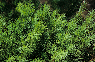 APII jpeg image of Podocarpus drouynianus  © contact APII