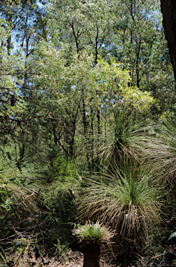 APII jpeg image of Xanthorrhoea preissii  © contact APII