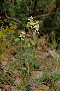 APII jpeg image of Stackhousia monogyna  © contact APII