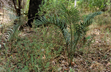 APII jpeg image of Macrozamia riedlei  © contact APII