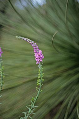 APII jpeg image of Comesperma confertum  © contact APII