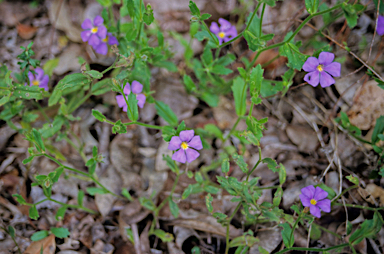 APII jpeg image of Scaevola calliptera  © contact APII