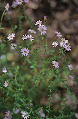 APII jpeg image of Olearia elaeophila  © contact APII