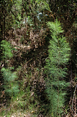 APII jpeg image of Allocasuarina decussata  © contact APII