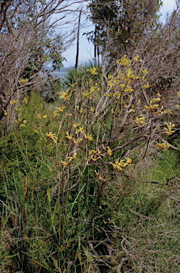 APII jpeg image of Anigozanthos flavidus  © contact APII