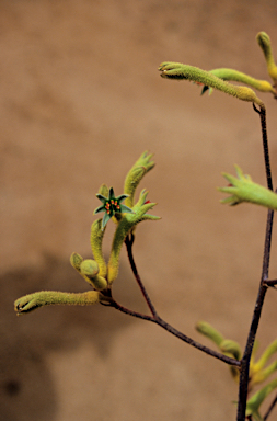 APII jpeg image of Anigozanthos flavidus  © contact APII