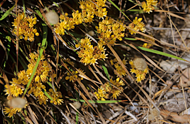 APII jpeg image of Conostylis serrulata  © contact APII