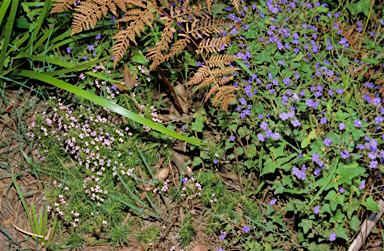 APII jpeg image of Dampiera hederacea  © contact APII