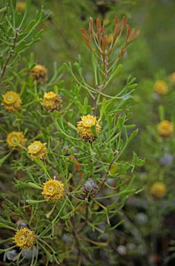 APII jpeg image of Isopogon trilobus  © contact APII