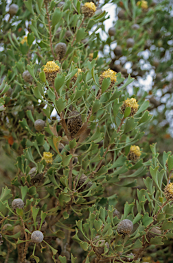 APII jpeg image of Isopogon trilobus  © contact APII