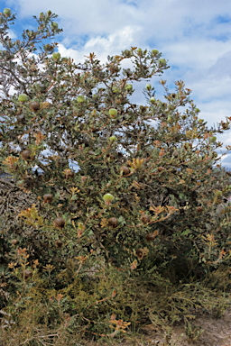 APII jpeg image of Banksia baxteri  © contact APII