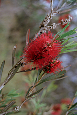 APII jpeg image of Callistemon phoeniceus  © contact APII