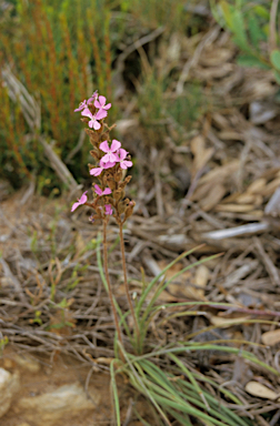 APII jpeg image of Stylidium hirsutum  © contact APII