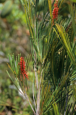 APII jpeg image of Grevillea cagiana  © contact APII