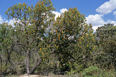 APII jpeg image of Banksia attenuata  © contact APII