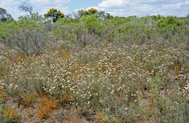 APII jpeg image of Verticordia densiflora  © contact APII